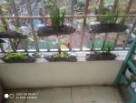 Bé ươm mầm mùa Xuân